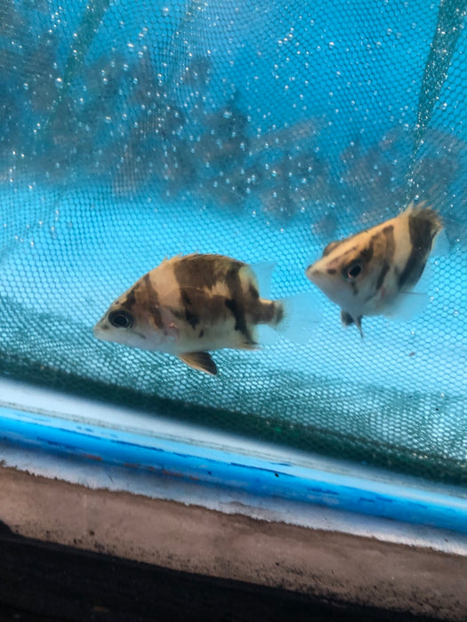 Short body Indo Datnoid (Datnioides microlepis)