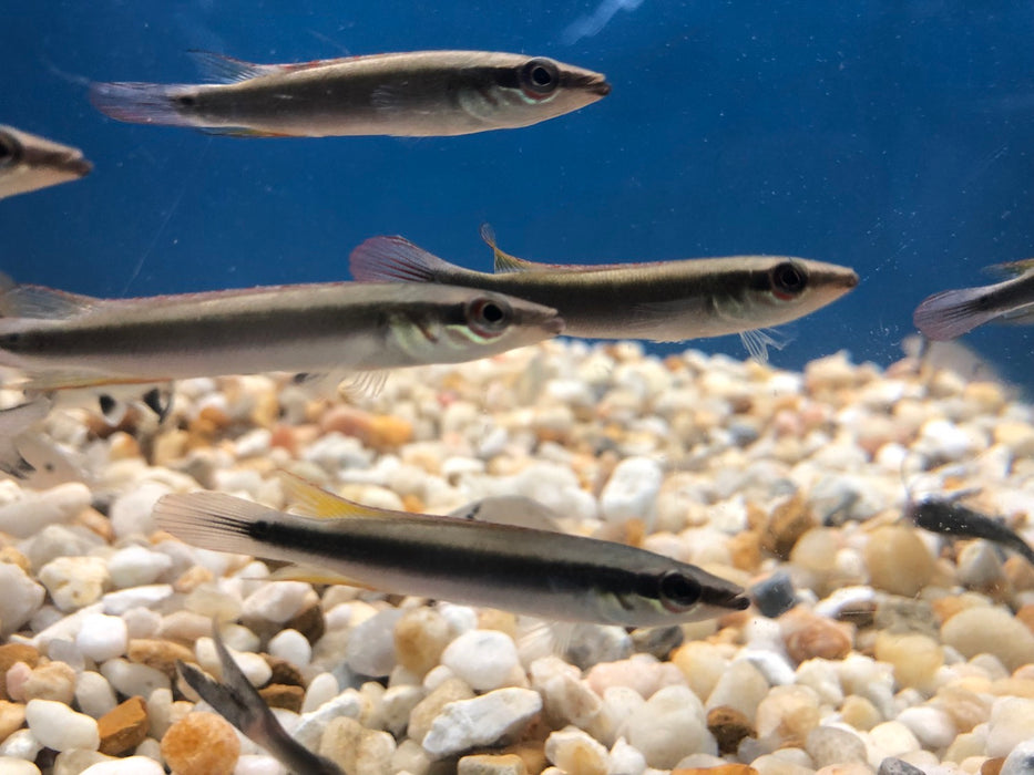 Regani Dwarf Pike Cichlid (Crenicichla Regani)