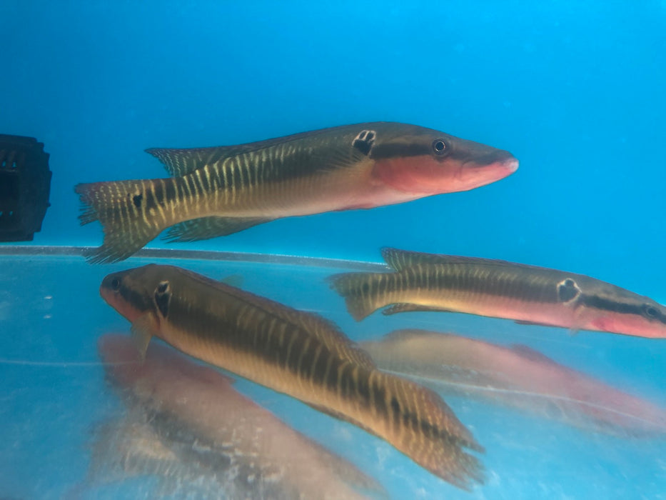 Zebrina Pike Cichlid (Crenicichla zebrina)