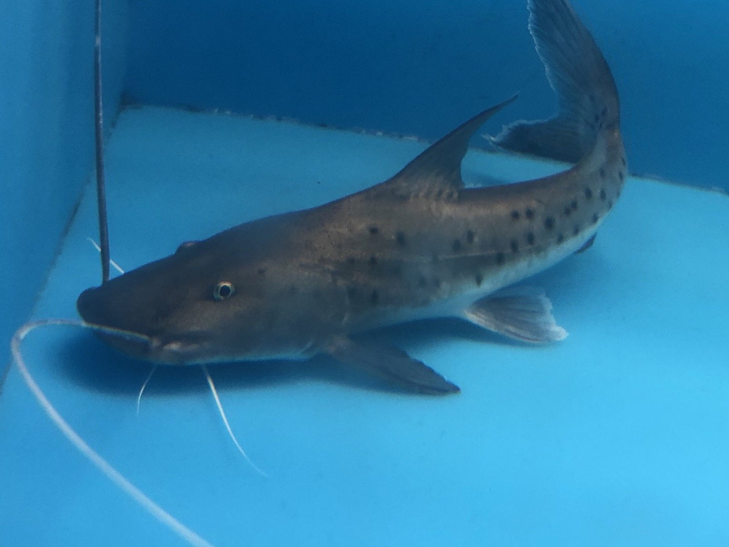 True Piraiba Catfish (Brachyplatystoma filamentosum) — Predatory Fins