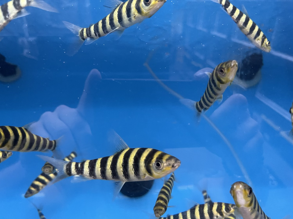 Black Banded Leporinus (Leporinus fasciatus)