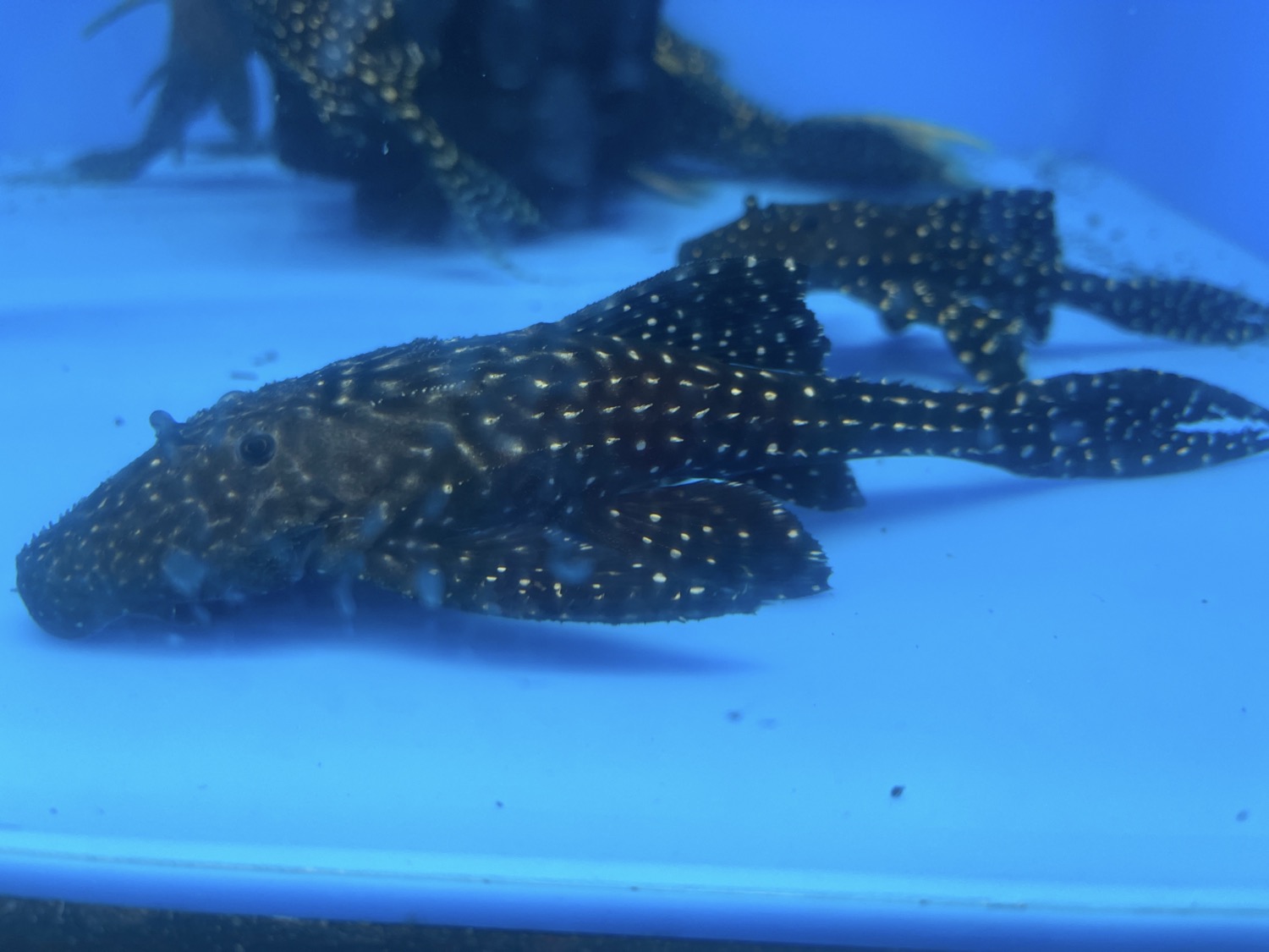L155 Adonis Pleco (Acanthicus adonis)
