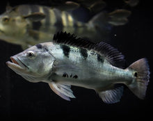 Load image into Gallery viewer, Axanthic Mono Peacock Bass Cichla monoculus
