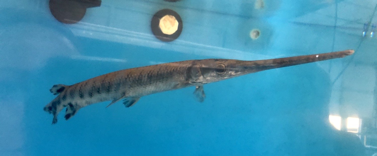 Longnose Gar (Lepisosteus osseus)