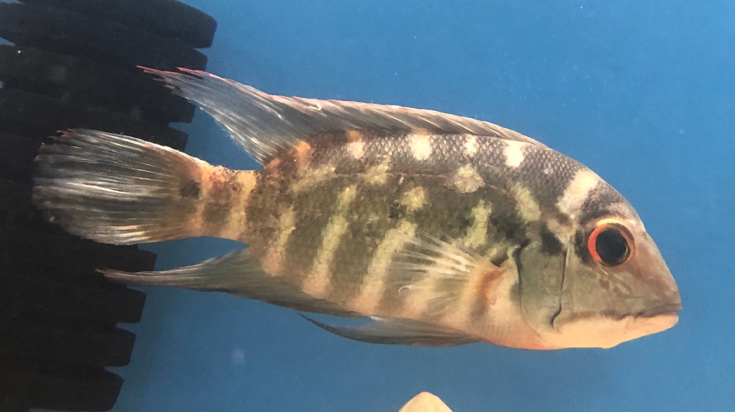 True Parrot Cichlid (Hoplarchus psittacus) — Predatory Fins