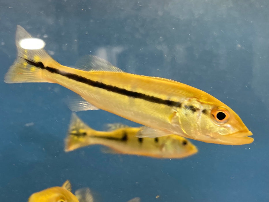 Wild Vazzoleri Peacock Bass (Cichla vazzoleri)