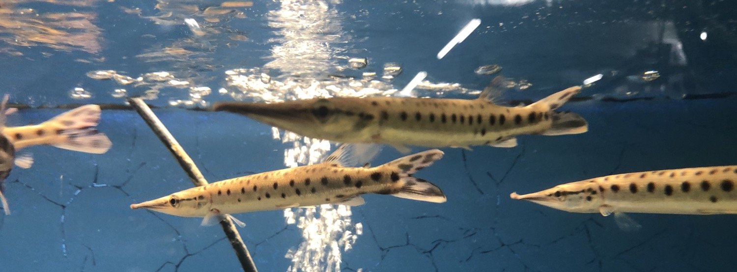 Spotted Marble Amazon Gar (Boulengerella maculata)