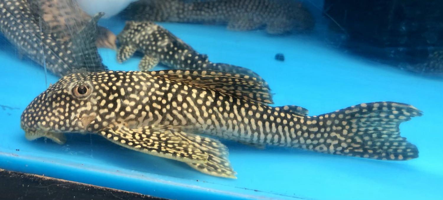 L048 Golden Cloud Pleco (Scobinancistrus pariolispos)