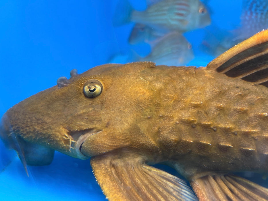 L024 Redfin Cactus Pleco (Pseudacanthicus pitanga)