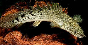 Delhezi Bichir (Polypterus delhezi)