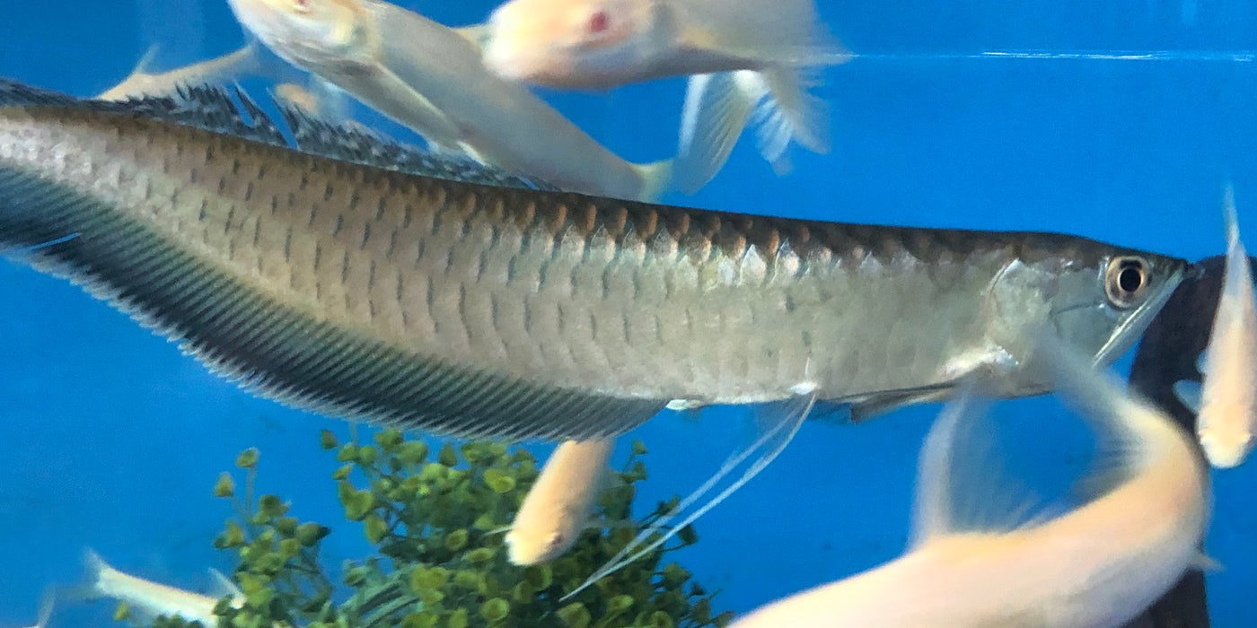 Black Arowana (Osteoglossum Ferreirai)