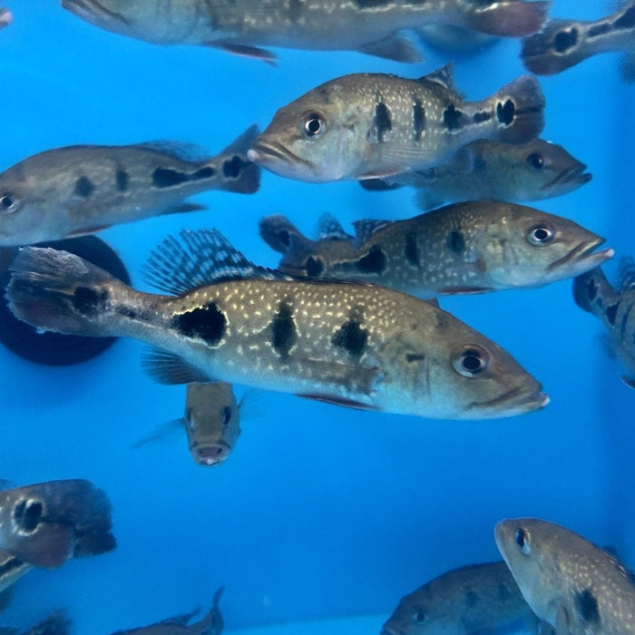 Brokopondo Peacock Bass (Cichla brokopondo)