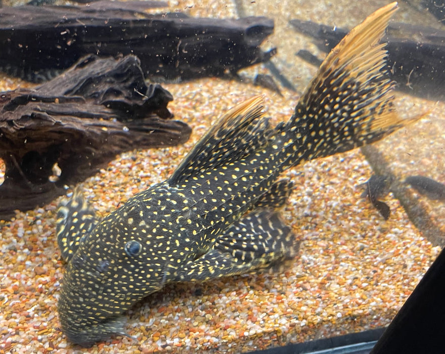 LDA105 Typhoon Pleco (Pseudacanthicus sp)