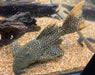 LDA105 Typhoon Pleco (Pseudacanthicus sp)