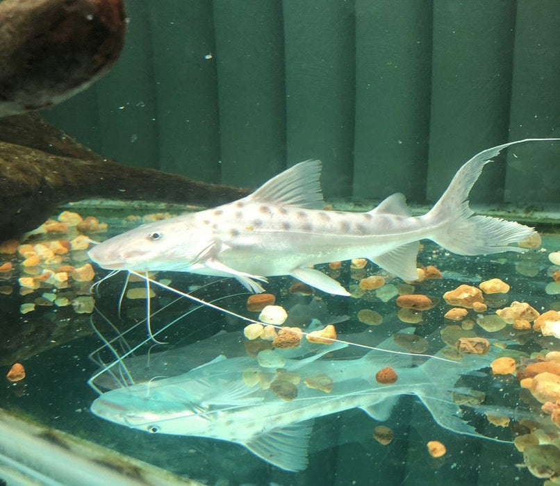 Capapretum Catfish (Brachyplatystoma capapretum)