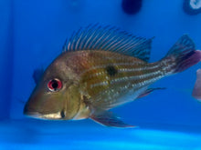 Load image into Gallery viewer, Red Striped Eartheater Cichlid (Geophagus surinamensis)
