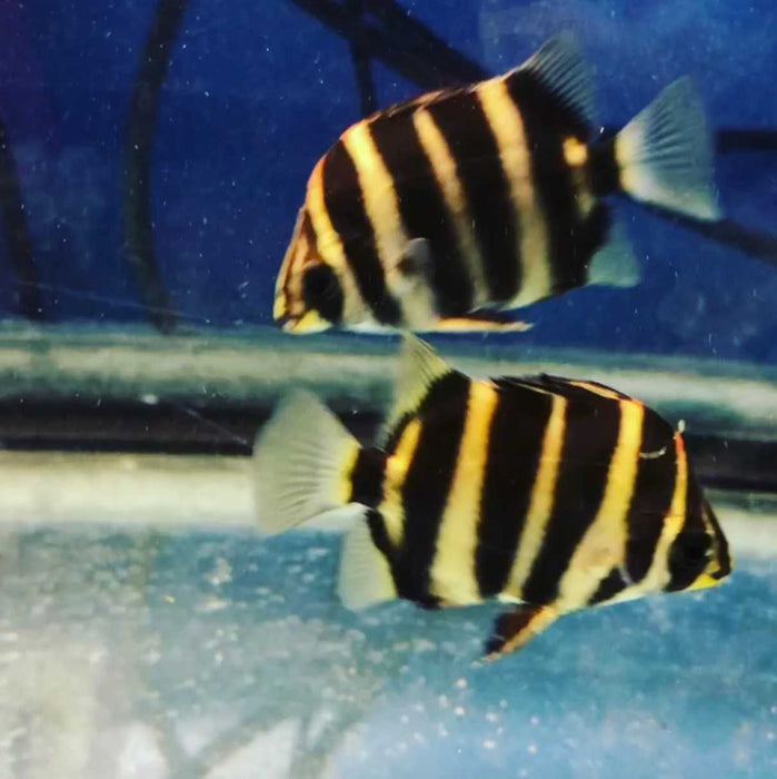 African Tiger Scat (Scatophagus tetracanthus)