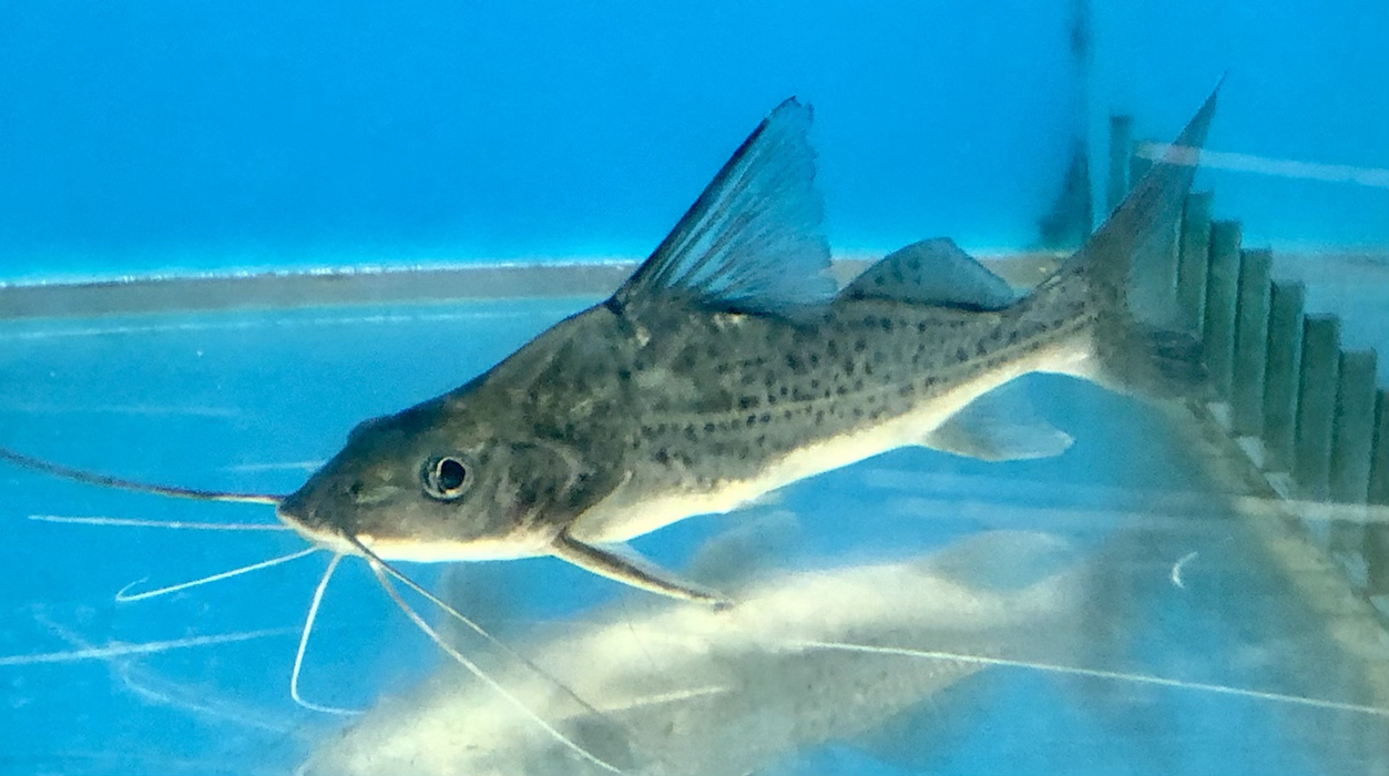 Bloch’s Catfish (Pimelodus blochii)