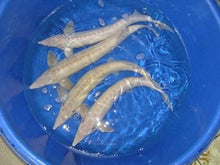Load image into Gallery viewer, Albino Sterlet Sturgeon (Acipenser ruthenus)
