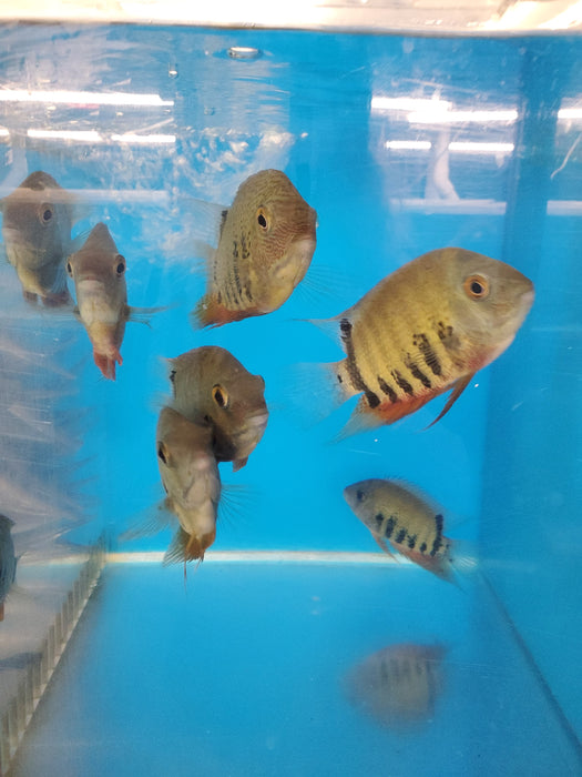 Red Shoulder Green Severum (Heros efasciatus)