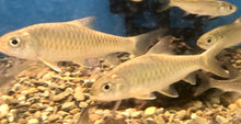 Load image into Gallery viewer, Golden Mahseer (Tor putitora)
