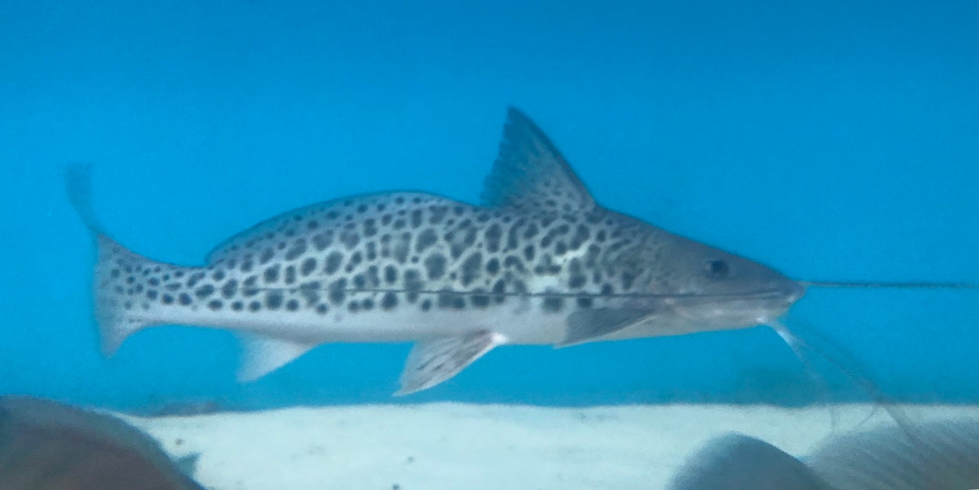 Vulture Catfish (Calophysus macropterus)