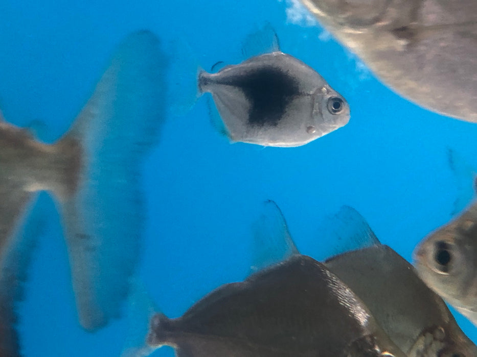 Blackberry Silver Dollar (Myleus schomburgkii sp)