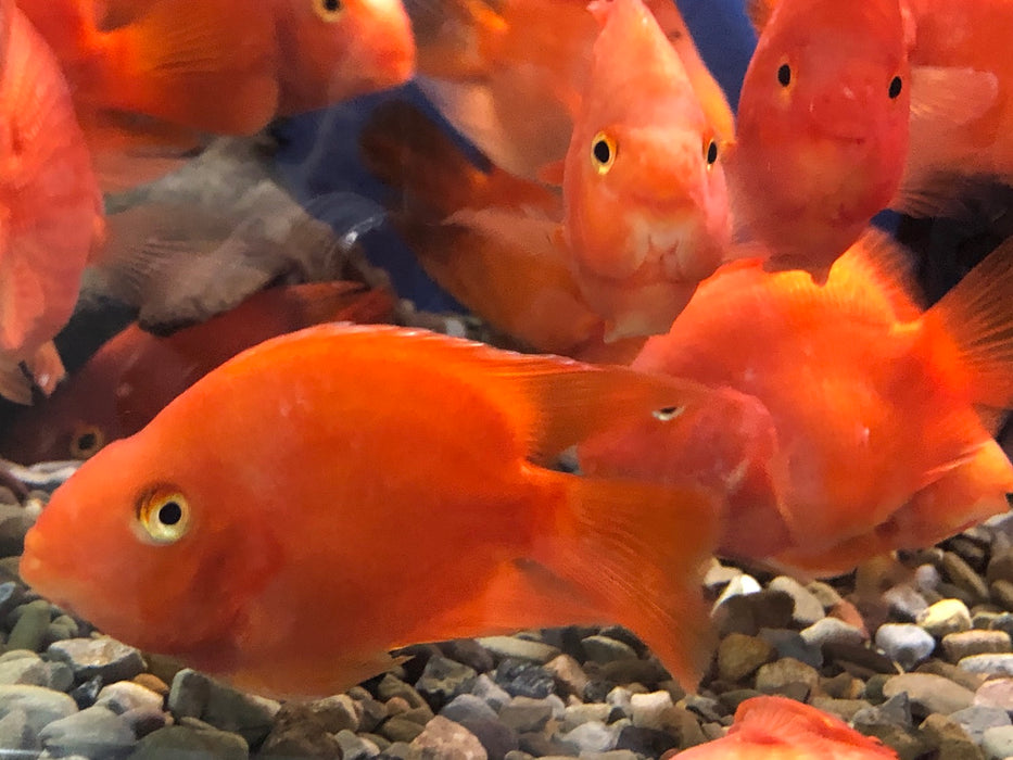 Blood Red Ingot Parrot Cichlid (Cichlasoma sp)
