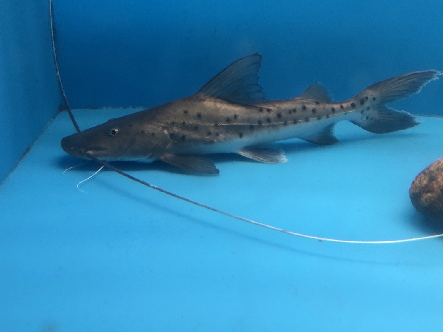 Piribia True Piraiba Catfish (Brachyplatystoma filamentosum) – Predatory Fins
