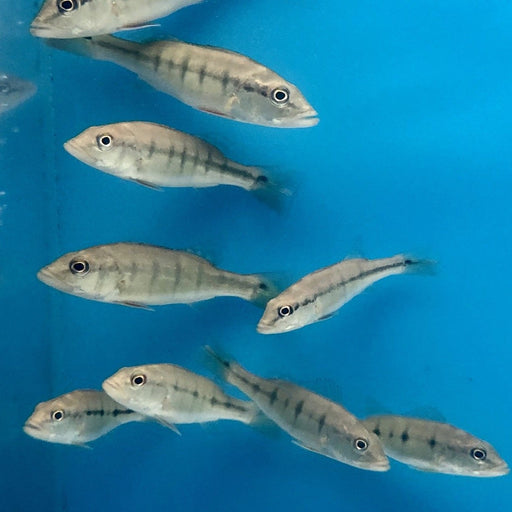 Intermedia Peacock Bass (Cichla intermedia)