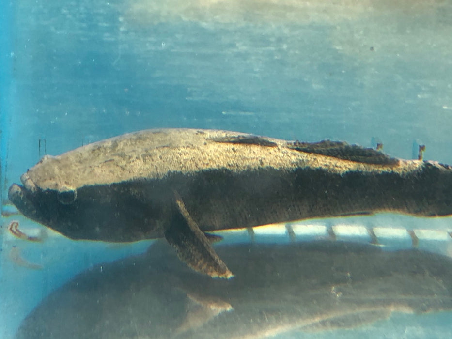 Water Cow Goby (Bleotris fusca)