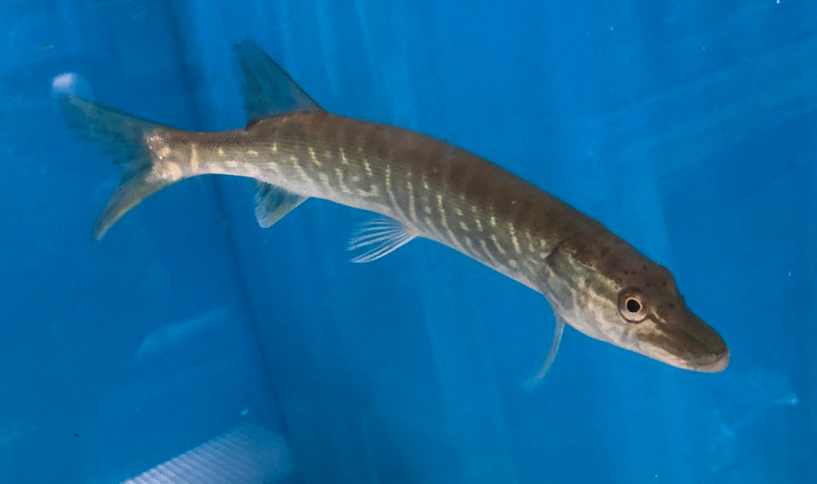 Chain Pickerel (Esox niger)
