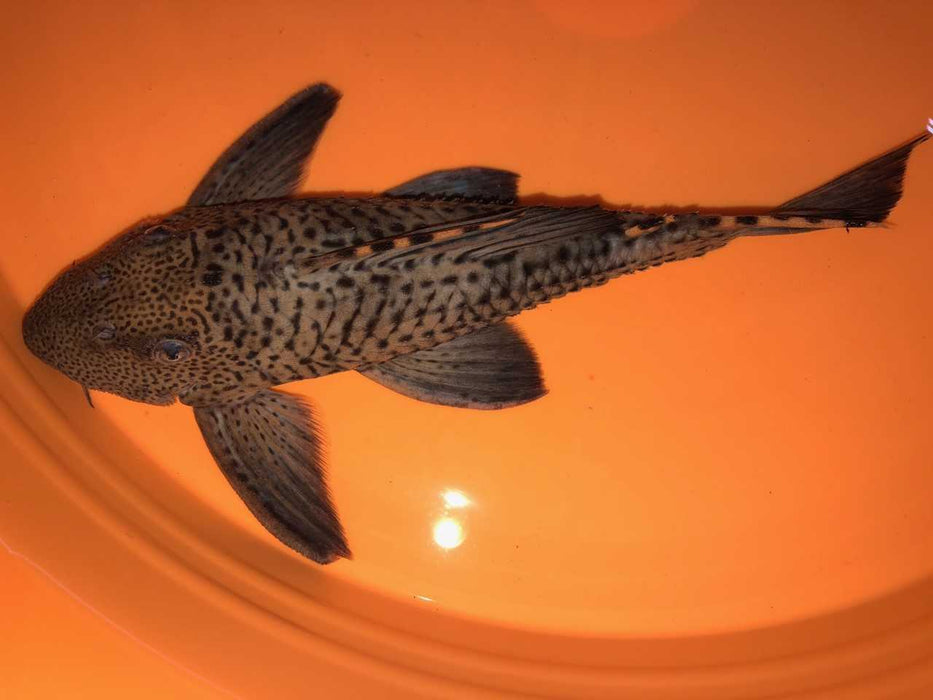 L091 Three Beacon Pleco (Leporacanthicus triactis)