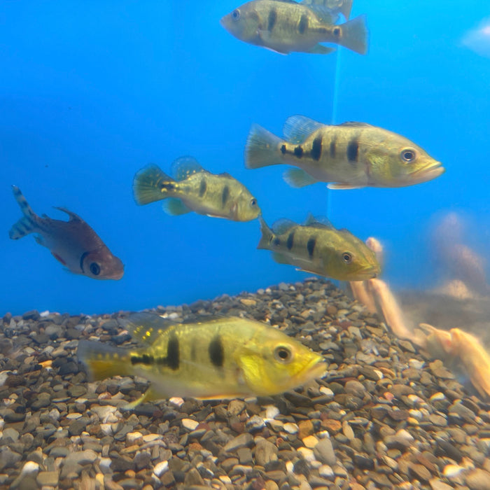 Short Body Butterfly Peacock Bass (Cichla ocellaris)