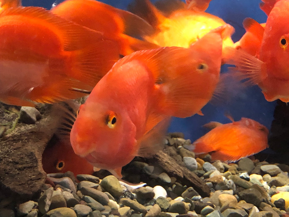 Blood Red Ingot Parrot Cichlid (Cichlasoma sp)