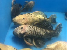 Load image into Gallery viewer, L056 Yellow and Black Rubber Pleco (Parancistrus aurantiacus)
