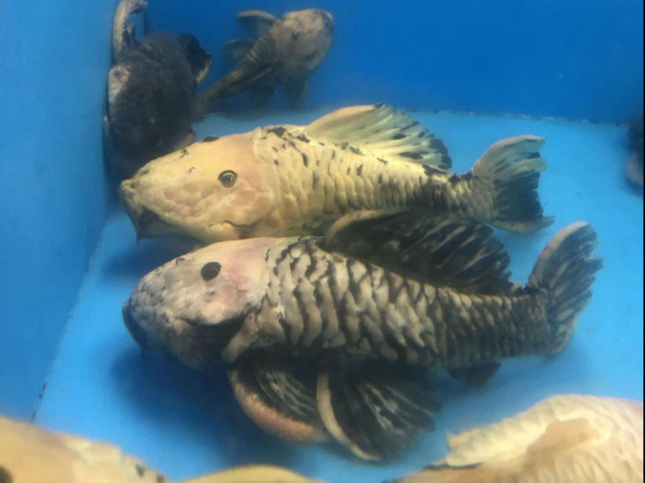 L056 Yellow and Black Rubber Pleco (Parancistrus aurantiacus)