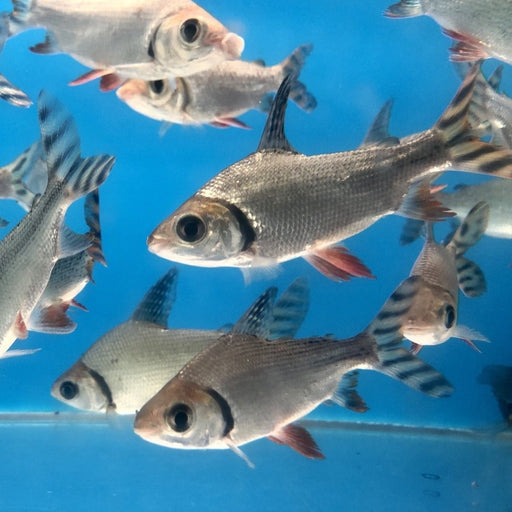 Redfin Flagtail Prochilodus (Semaprochilodus taeniurus)