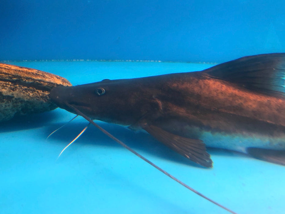 Vaillanti Catfish (Brachyplatystoma vaillantii)
