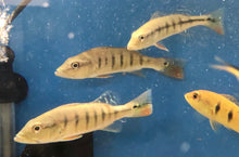 Load image into Gallery viewer, Intermedia Peacock Bass (Cichla intermedia)
