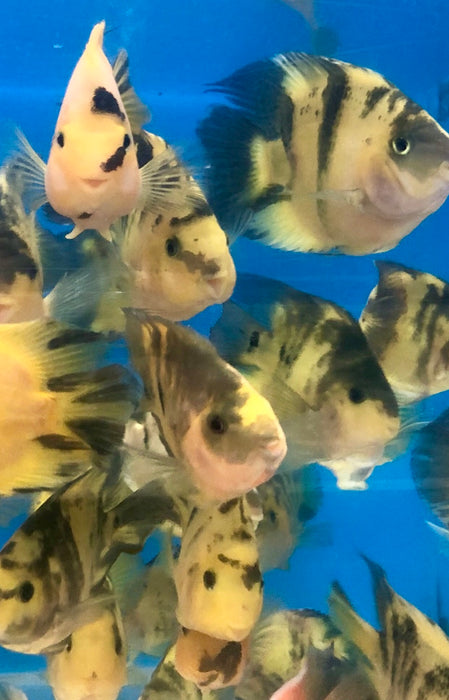 Golden / Yellow Tiger Parrot Cichlid (Cichlasoma  sp)