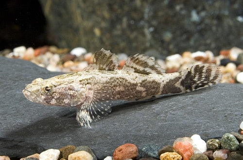Marble Sleeper Goby (Oxyeleotris marmorata)