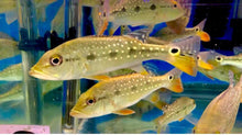 Load image into Gallery viewer, Fogo Peacock Bass (Cichla marinae)
