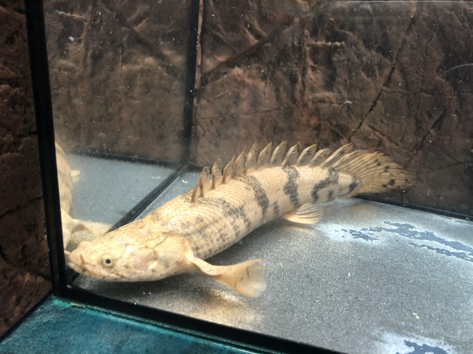Endlicheri Bichir (Polypterus endlicheri)