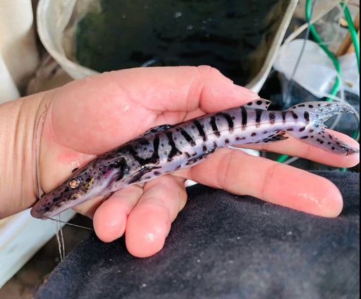 Tigrinum Shovelnose Catfish (Pseudoplatystoma tigrinum)