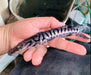 Tigrinum Shovelnose Catfish (Pseudoplatystoma tigrinum)