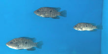 Load image into Gallery viewer, Cuban Cichlid (Nandopsis tetracanthus)
