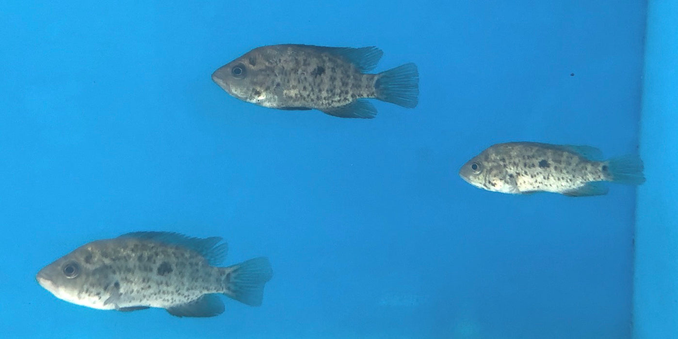 Cuban Cichlid (Nandopsis tetracanthus)