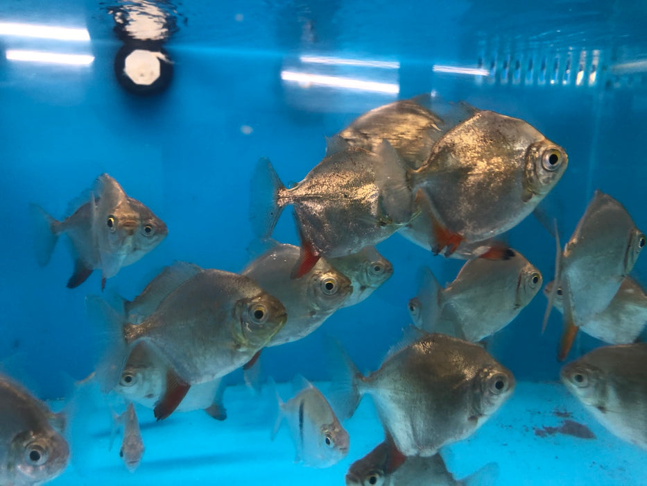 Red Hook Silver Dollar (Myloplus rubripinnis)