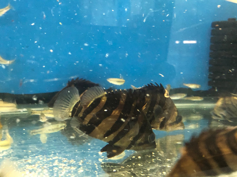 4 Bar Sumatra Datnoid Tiger Fish (Datnioides microlepis)